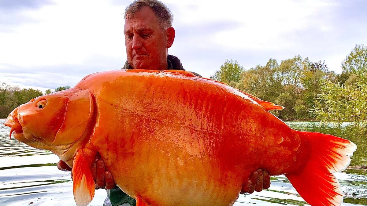 English angler catches giant goldfish nicknamed 'the Carrot