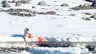 A polar bear covered in blood after catching a seal.