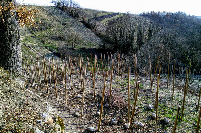 crozes, larnage, jefford