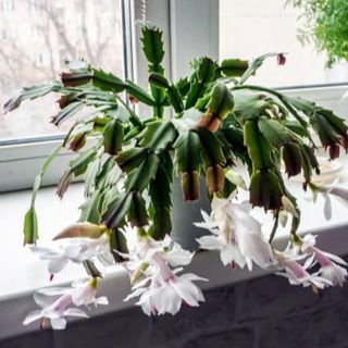 White Christmas Cactus Live Plant