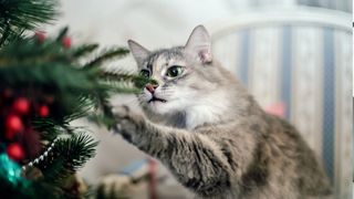 Cat playing with a Christmas tree
