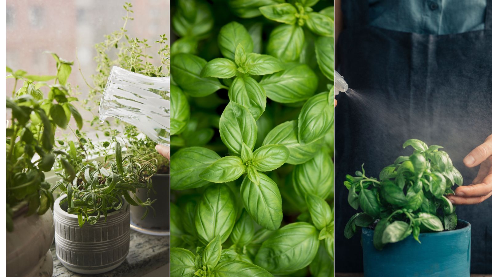 How often to water basil expert advice for healthy herbs