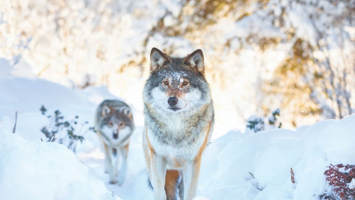 From wolf to dog: A wild wolf packs walks in the snow