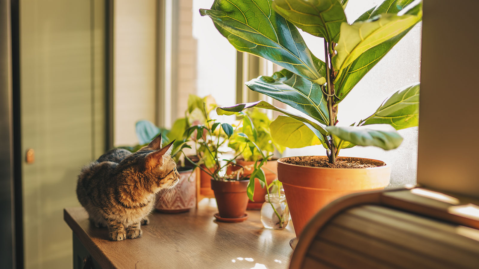 A tabby cat sits on a windowsill filled with indoor plants in the golden light of the afternoon