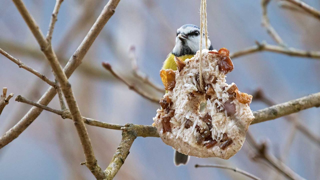 bird on bird feeder in winter