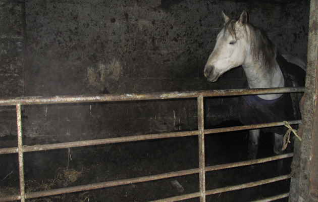 RSPCA Peels horses