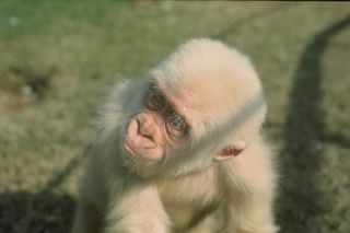 Snowflake the albino gorilla when young