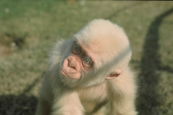 movie with albino gorilla