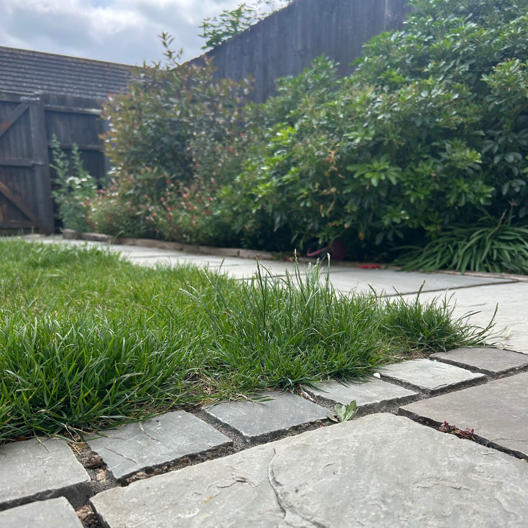 Corner of grass, long, before being cut
