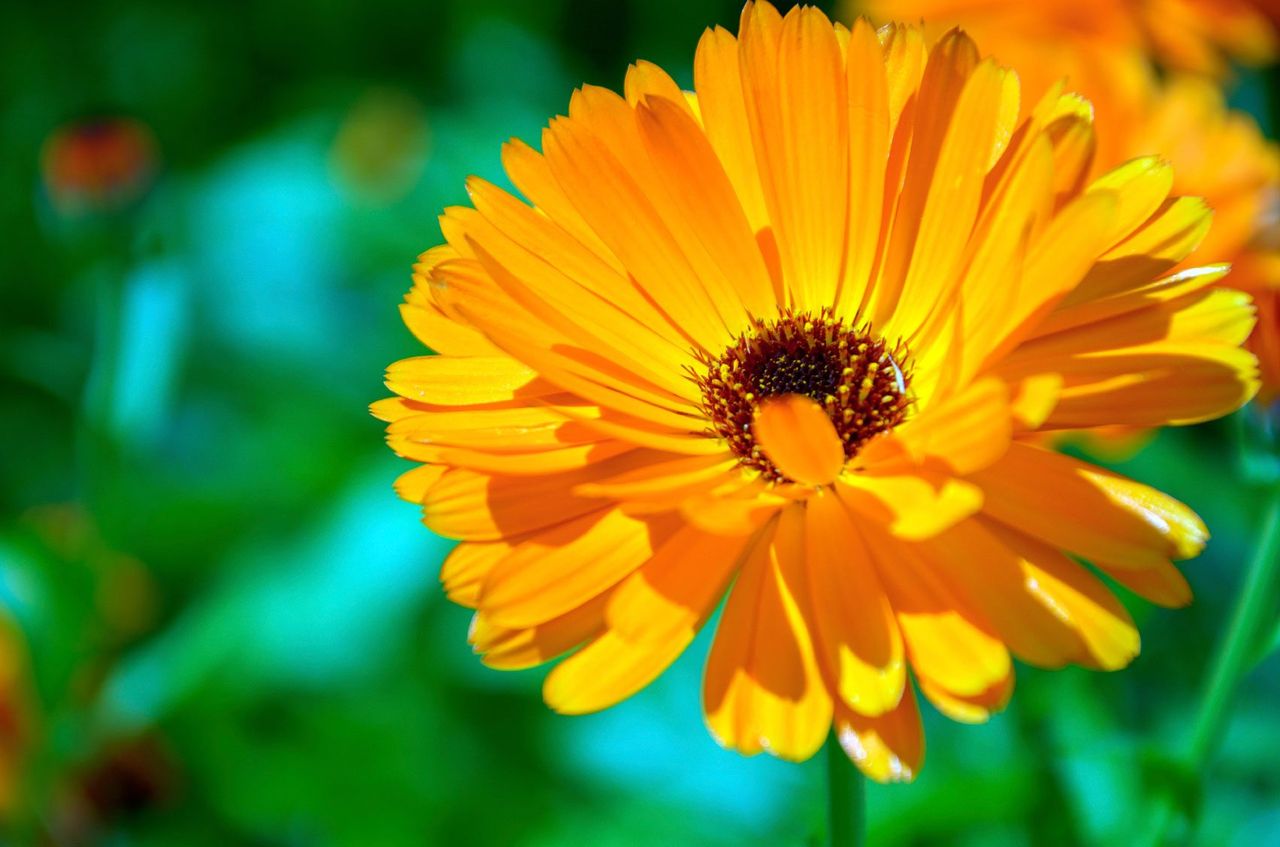 Golden Calendula Flower