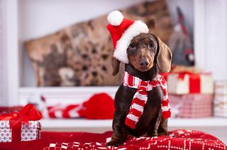 Dog wearing Santa hat and scarf