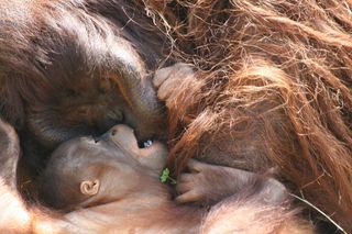 Doc the orangutan wrestling with his son solaris at the houston zoo.