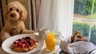 Dog at breakfast table, Four Seasons Hampshire
