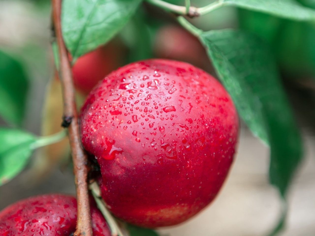 Close up of a nectarine covered in water droplets growing on a tree