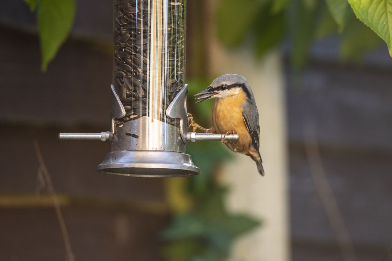 Nikon D850 with AF-S 500mm f/5.6E PF ED VR, f/5.6 at 1/400sec, ISO1000