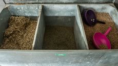zilpaterol horse feed contamination