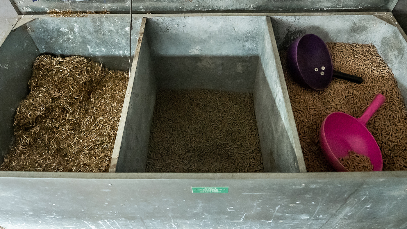 zilpaterol horse feed contamination