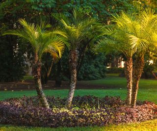 group of palm trees growing on front lawn