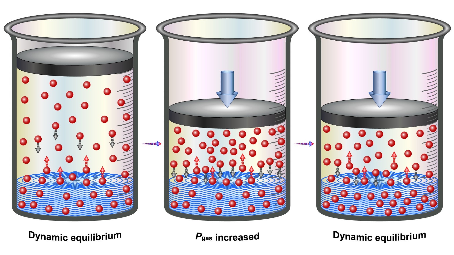 An illustration of the effect of pressure on the solubility of gases (known as Henry's Law). There are 3 containers. The first container shows dynamic equilibrium - it is filled to the brim with liquid, has a lid and the gas particles are evenly distributed. The second container shows an increase in gas pressure - the lid is now halfway up the container and the gas particles are tightly packed together in the liquid. The third container shows dynamic equilibrium again - the lid is halfway up the container and the number of gas particles is now fewer and evenly distributed again.