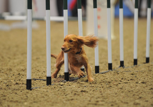 Dog-agility-Love-Olympia.jpg