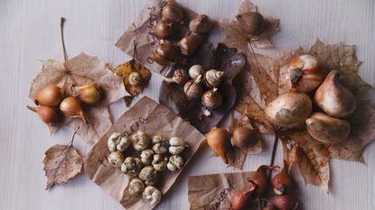 A variety of bulbs arranged on autumn leaves