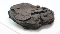 A 79-year-old nutcake lies on a table in the workshop of the Department of Archaeology for the Hanseatic City of L&uuml;beck Historic Monuments Protection Authority.