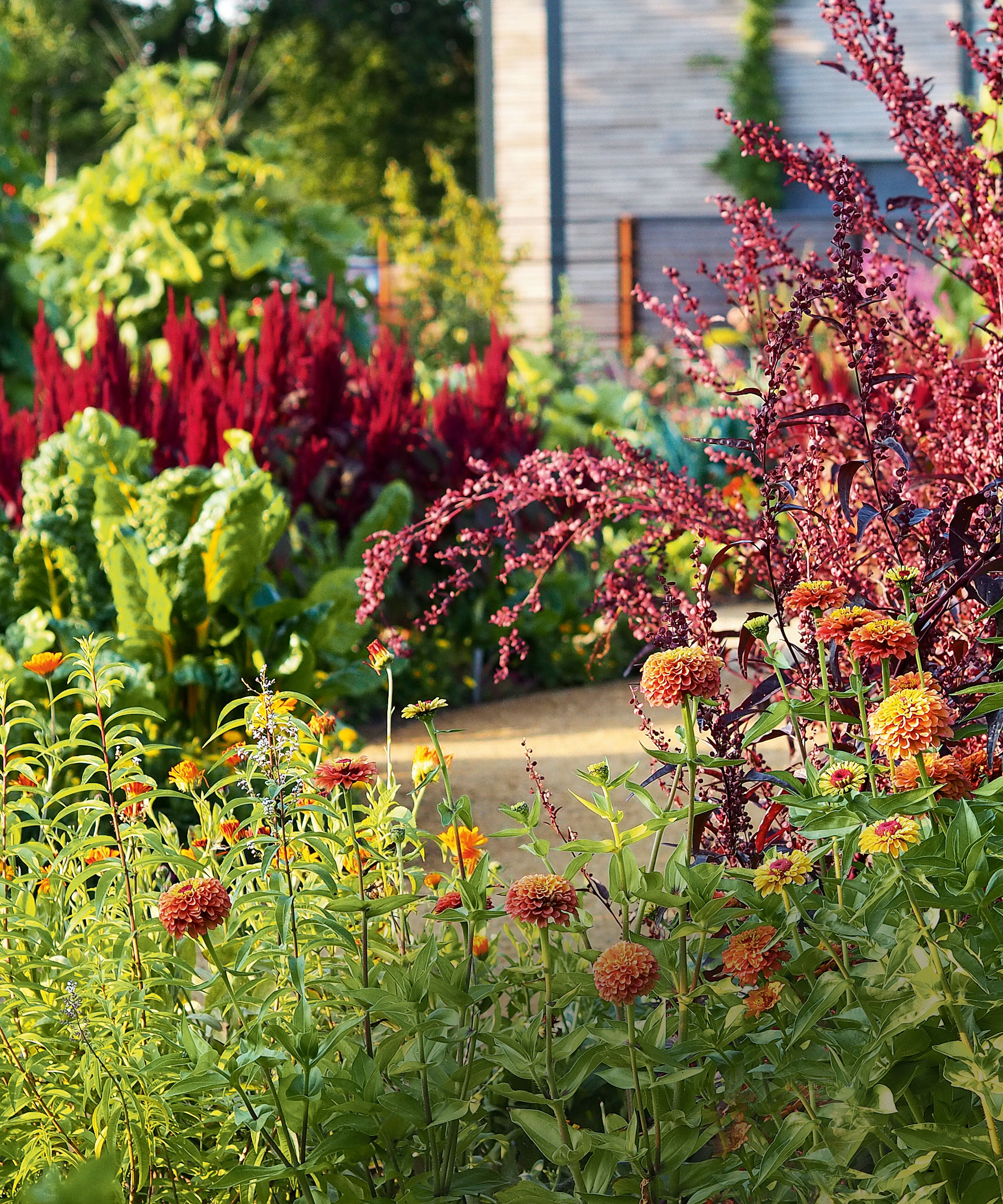 Close up of red flowers and bushes, garden path and more red flowers in background