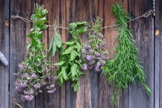 Herbs hanging and drying