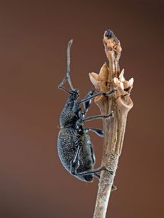 Camellia Weevil On Plant Stem