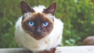 A siamese cat outdoors, one of the most playful cat breeds