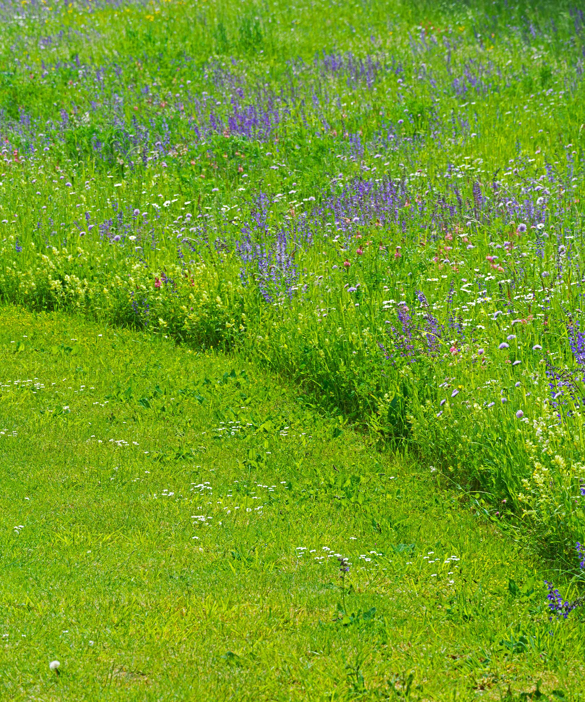 mowed lawn path with wildflowers