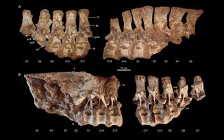 Tratayenia rosalesi's fossilized vertebrae and right hip bone.