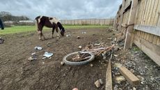 Pedals-when-she-was-found_World-Horse-Welfare.jpg