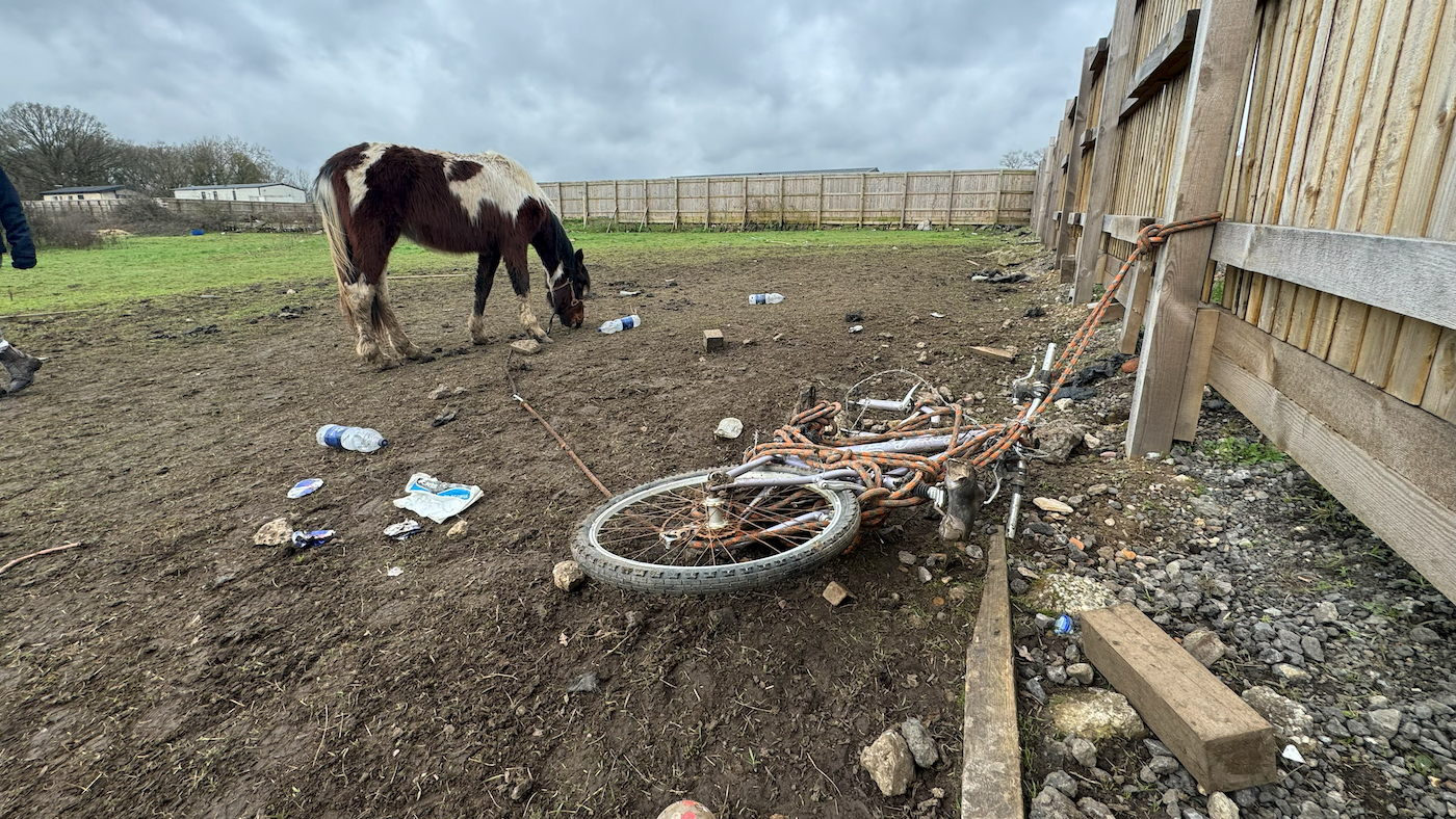 Pedals-when-she-was-found_World-Horse-Welfare.jpg