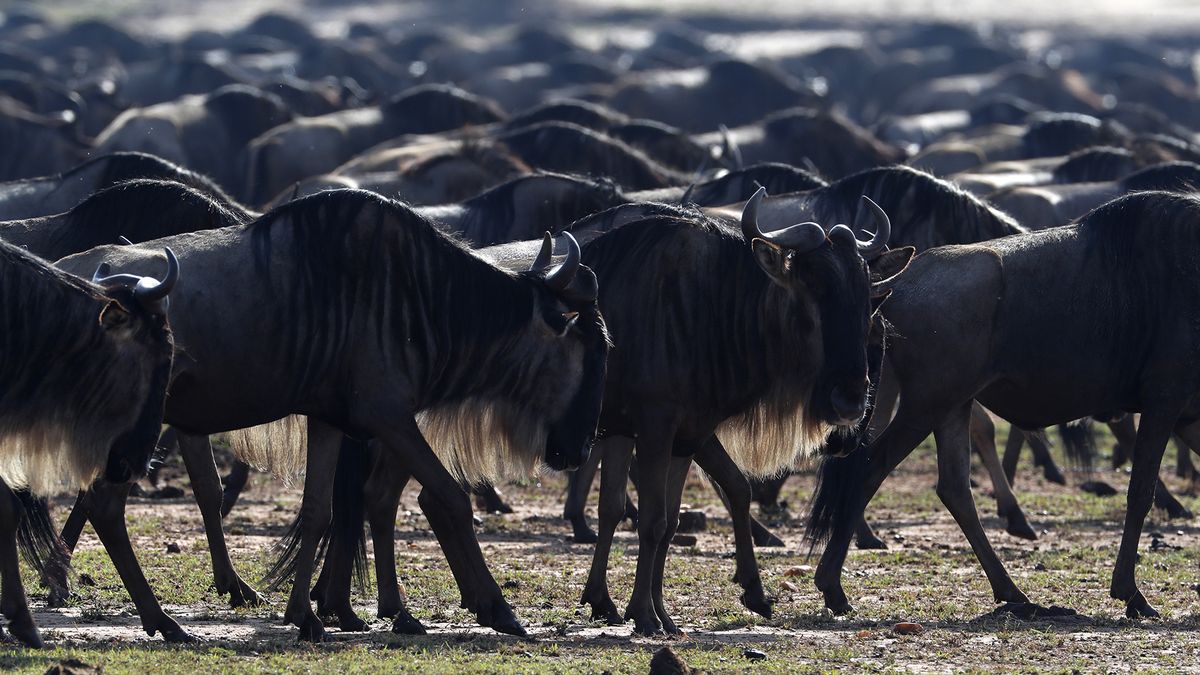 What's the biggest group of animals ever recorded on Earth?