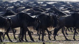 Wildebeests have large herd sizes, but they're not the largest animal group ever recorded.