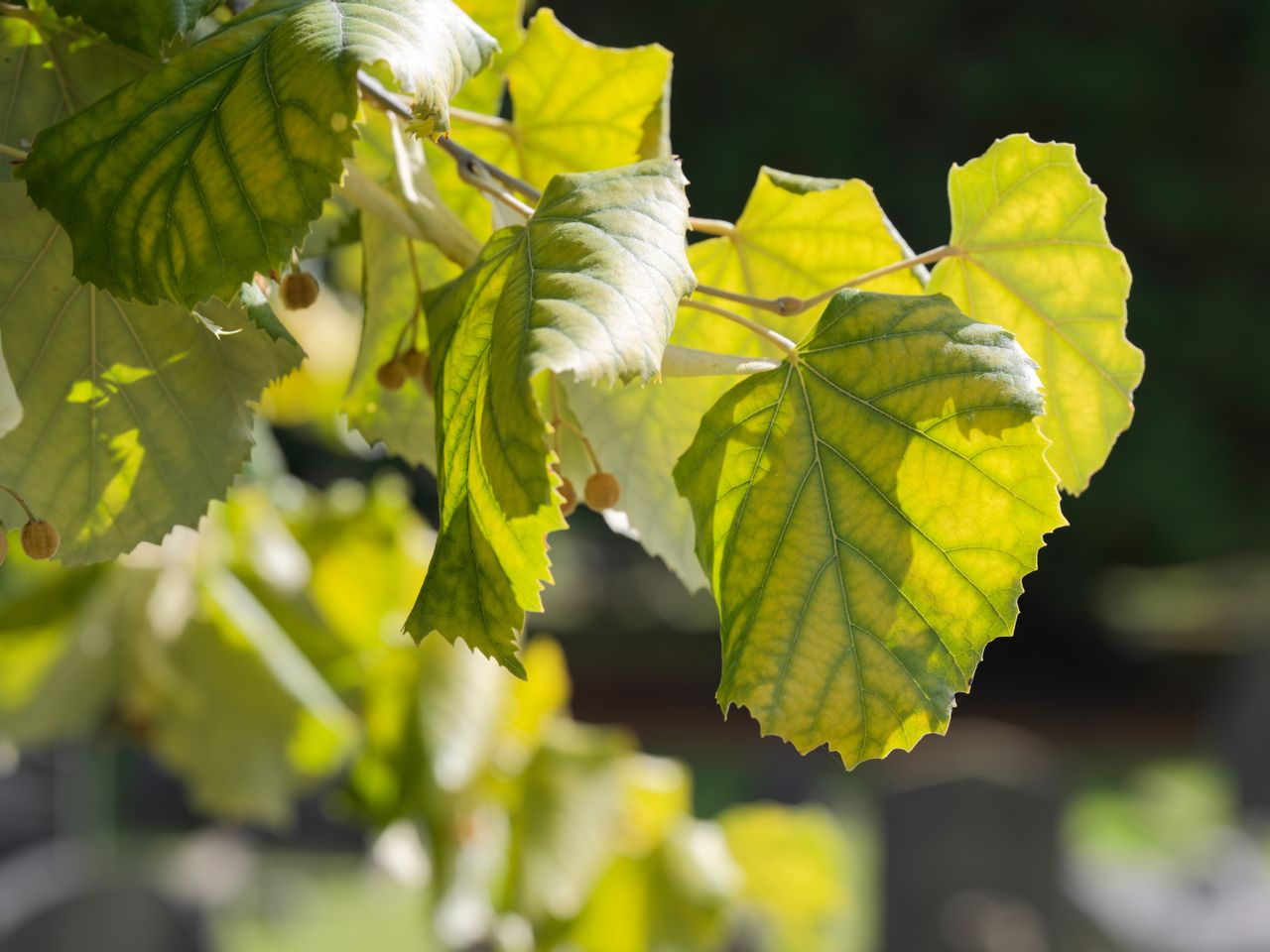 Green leaves, taken on the Hasselblad X2D II 100C