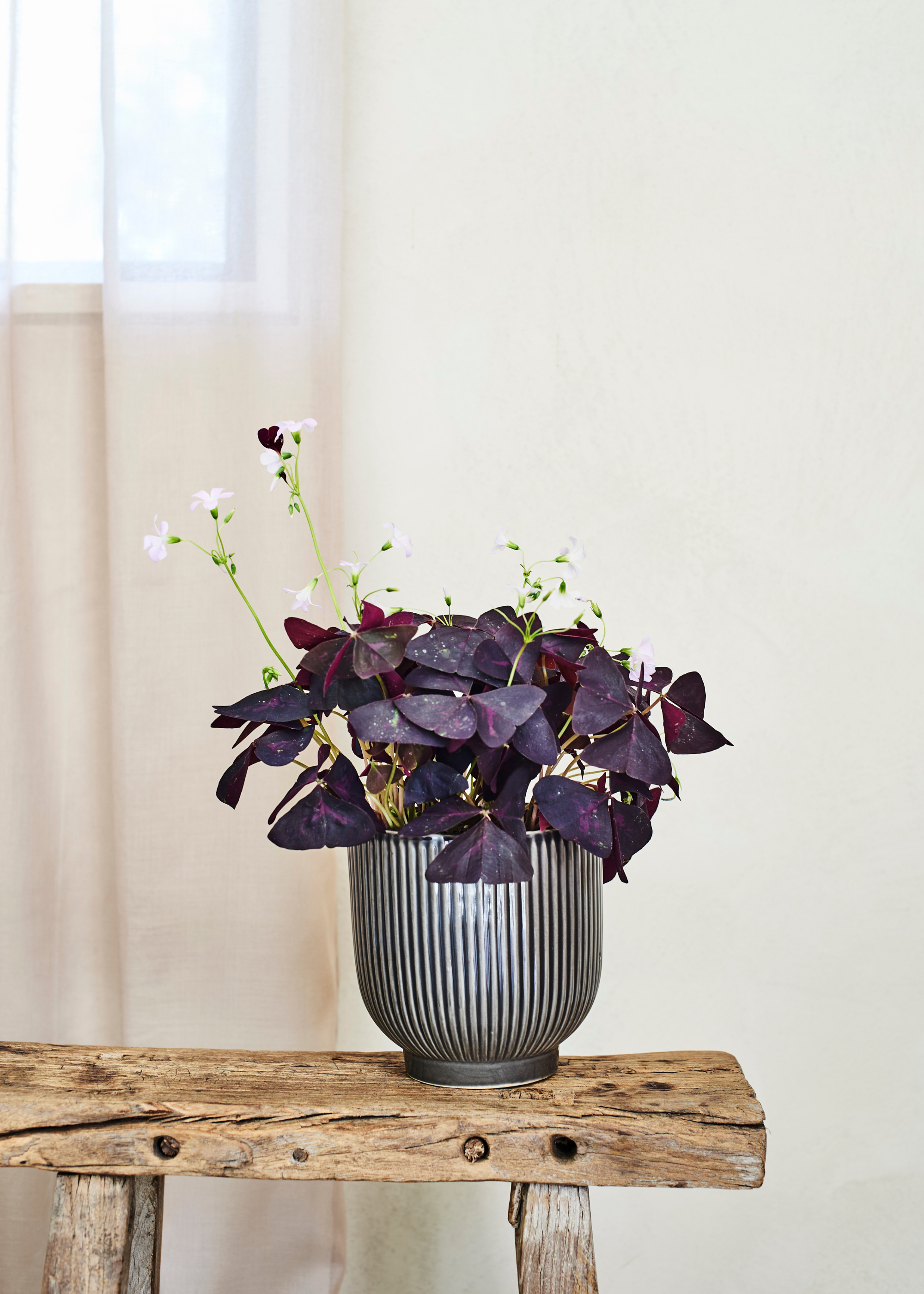 A potted false shamrock plant on a wood stool