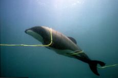 whales, giants of the deep, cultures