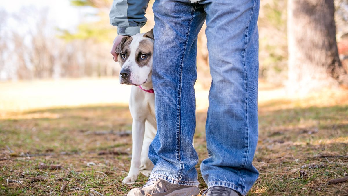 Shy mixed breed dog hiding behind owner