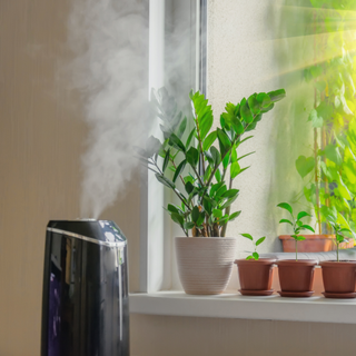 humidifier next to window with houseplants