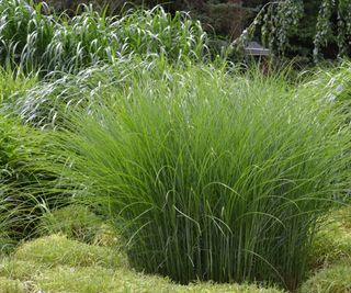 Miscanthus ‘Gracillimus’ in bright green