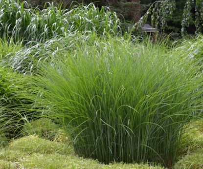 Best miscanthus varieties: 15 of the top ornamental grasses | Homes ...