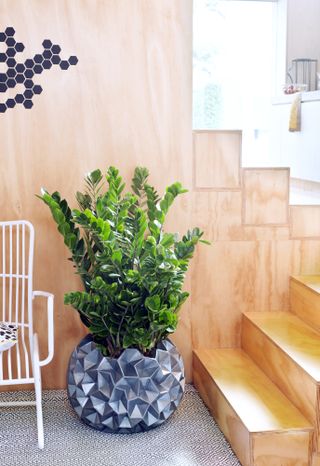 a potted plant in a modern home environment