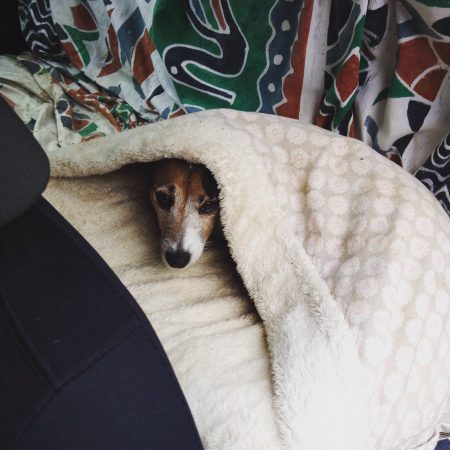 My dog Pringle getting cosy