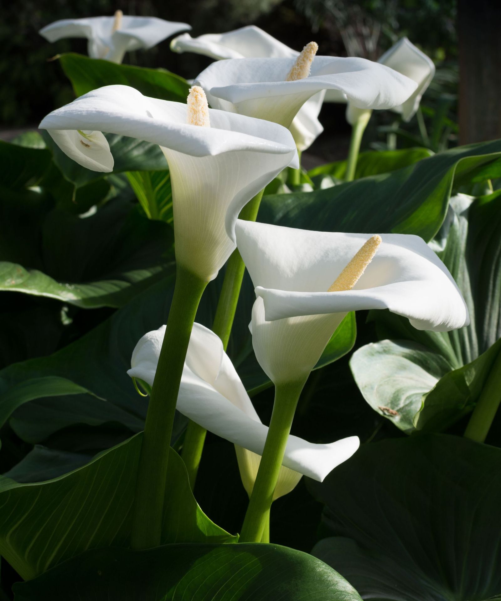 When to cut back calla lilies 3 expert signs to look for Homes & Gardens