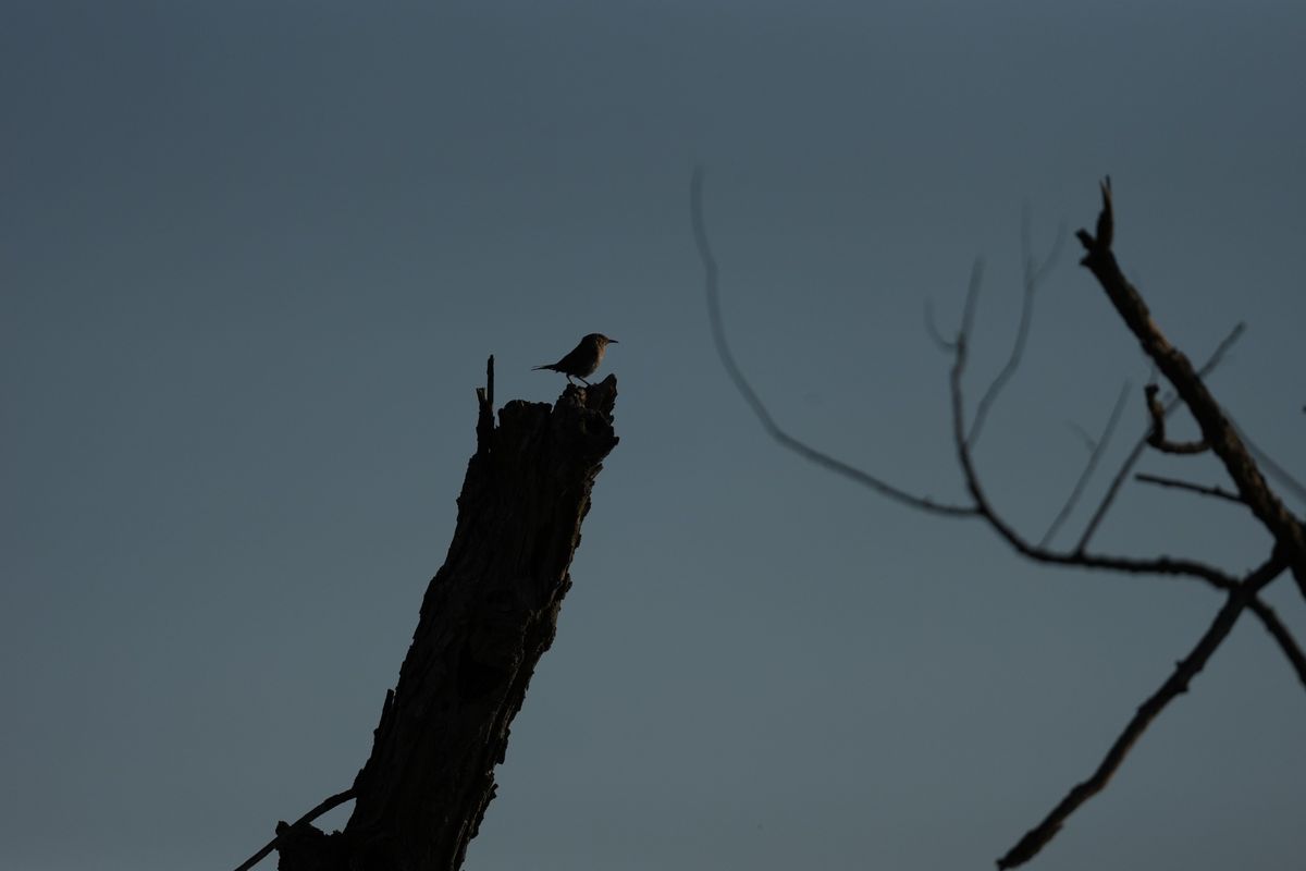 Image sample from the Sony FE 600mm f/6.3 GM OSS