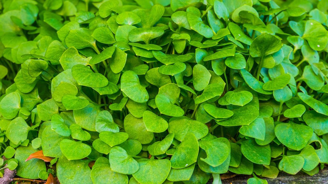 Close up of winter purslane plants growing