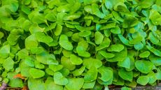 Close up of winter purslane plants growing