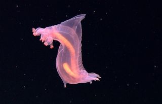A deep-dwelling sea cucumber swimming in the frigid waters of the abyss, roughly 10,500 feet (3,200 meters) deep.